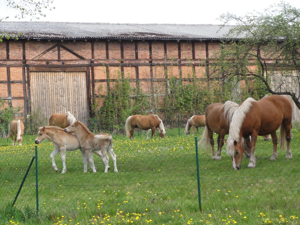 Ferienwohnung Siebmann Neuruppin Buitenkant foto